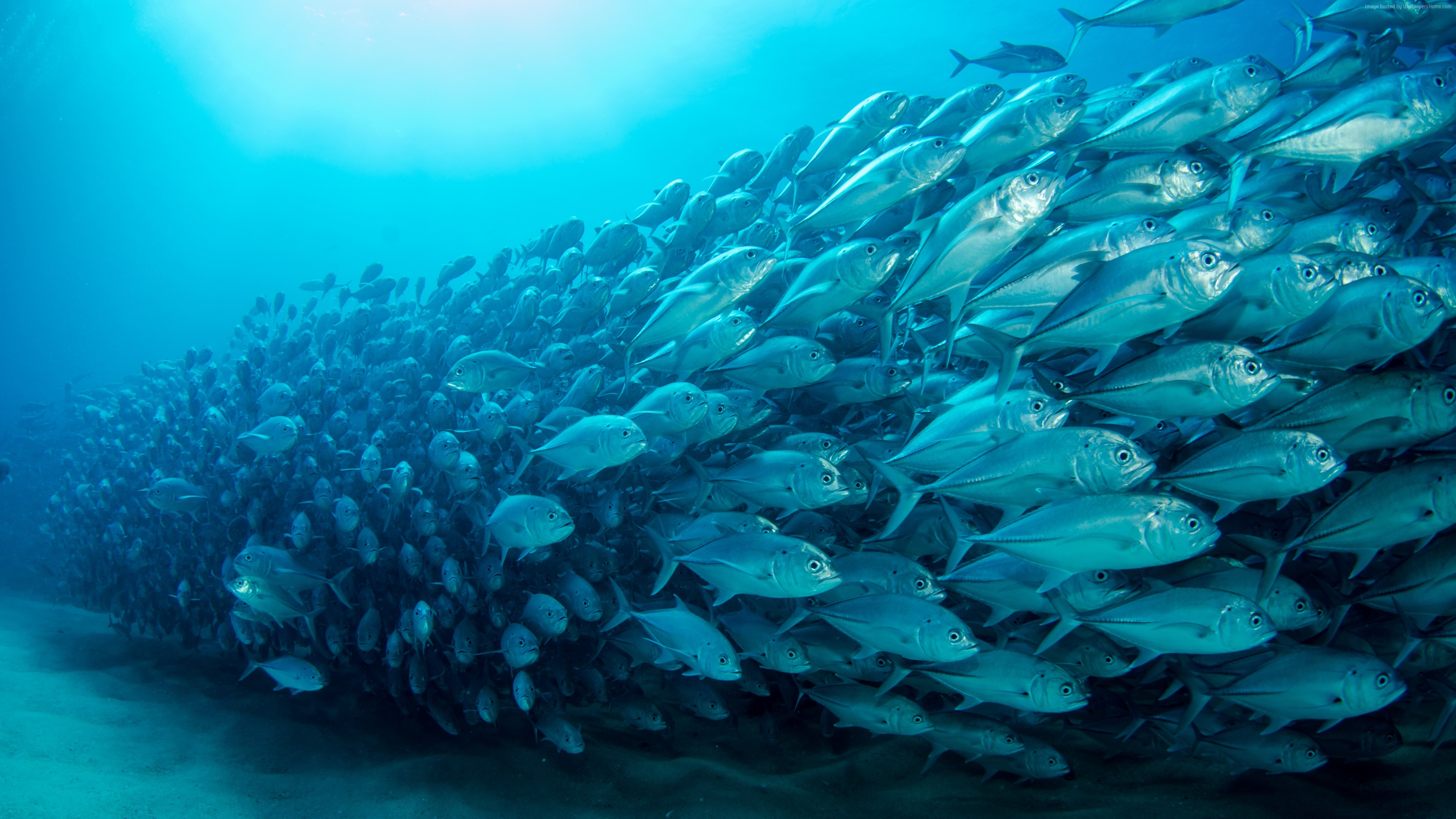 Fish Group